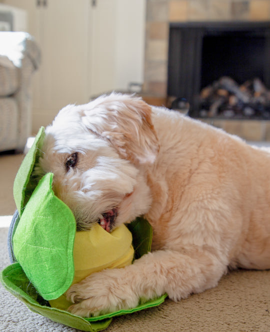 Cabbage Snuffle Toy