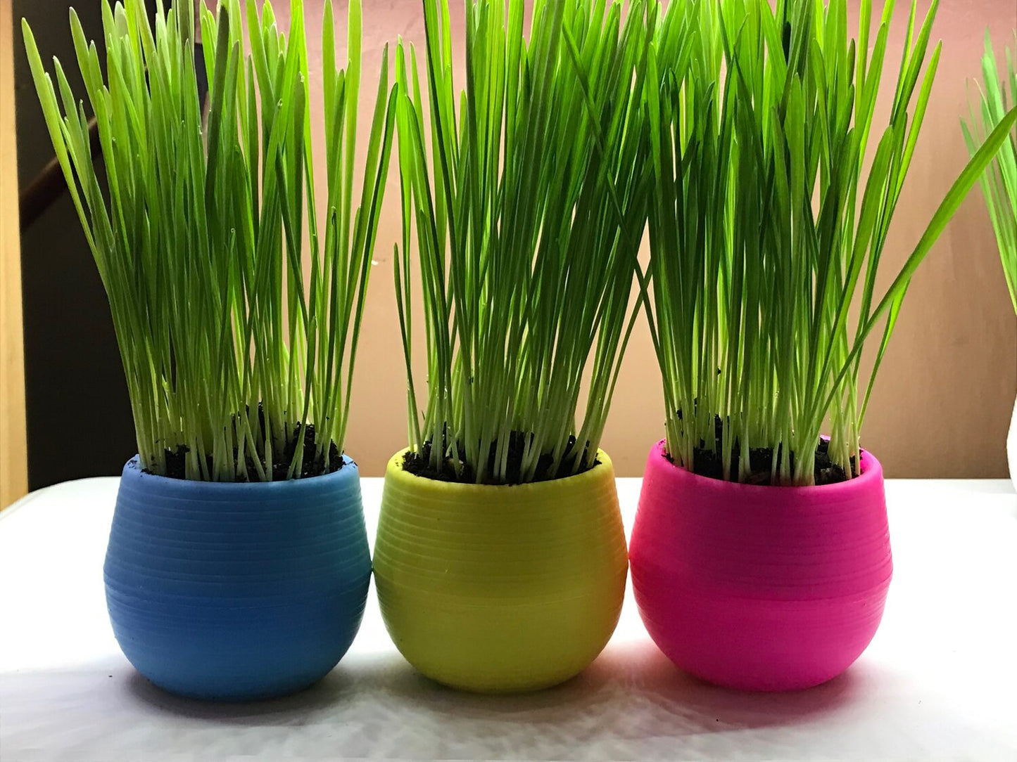 Cat Grass Garden Balls