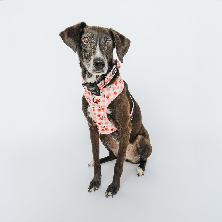 Dog Reversible Harness - Cherry Cute