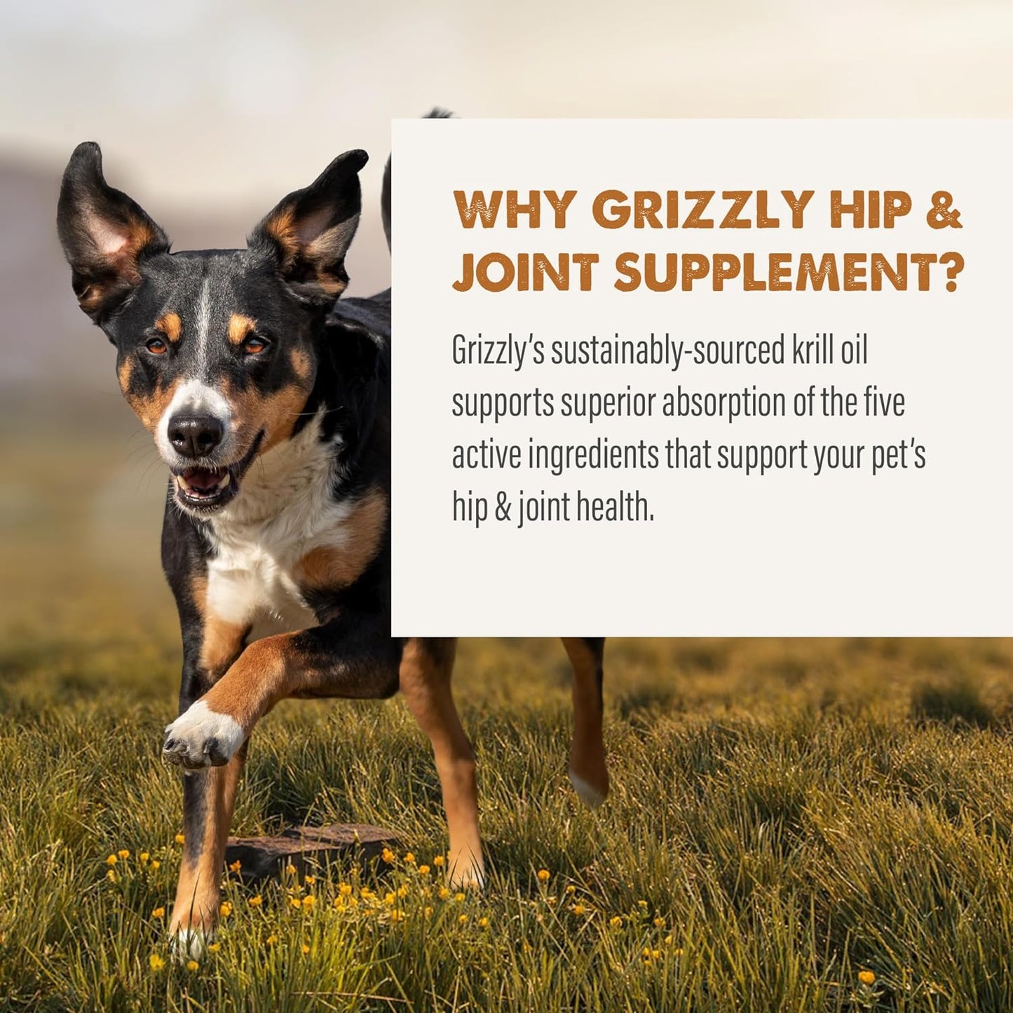 Grizzly Joint Aid Liquid Hip & Joint Dog Supplement