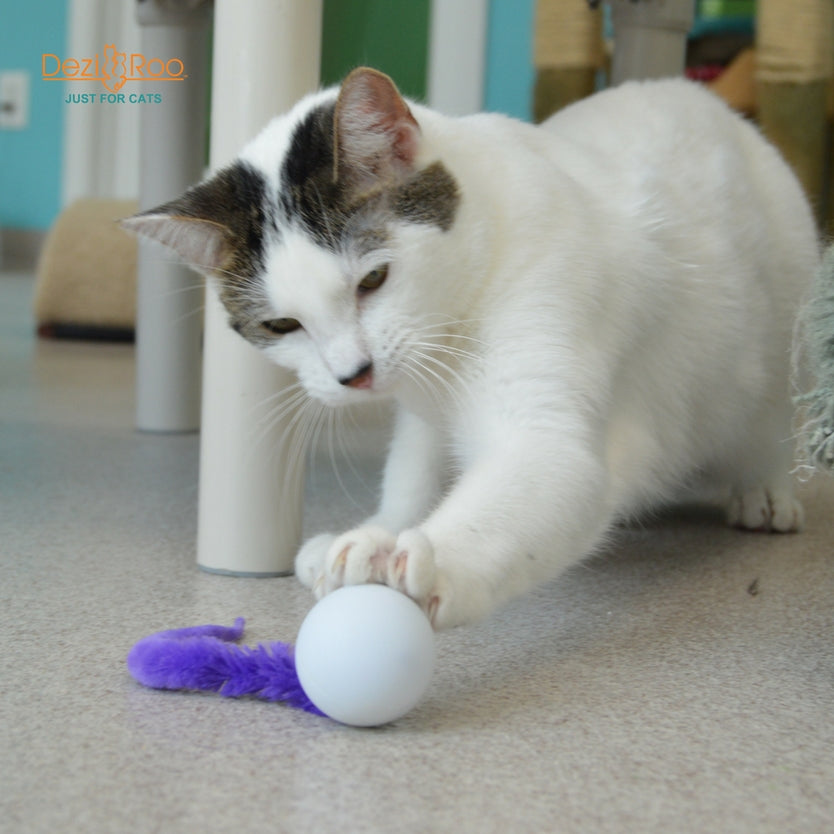 Wiggly Pong - Cat Toy Plastic Pong Ball