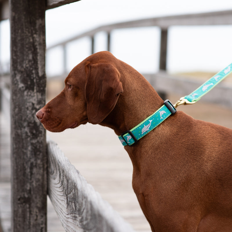 Dolphin Dog Lead
