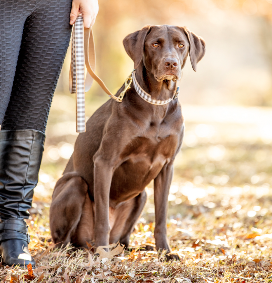 Brown Buffalo Check Dog Lead