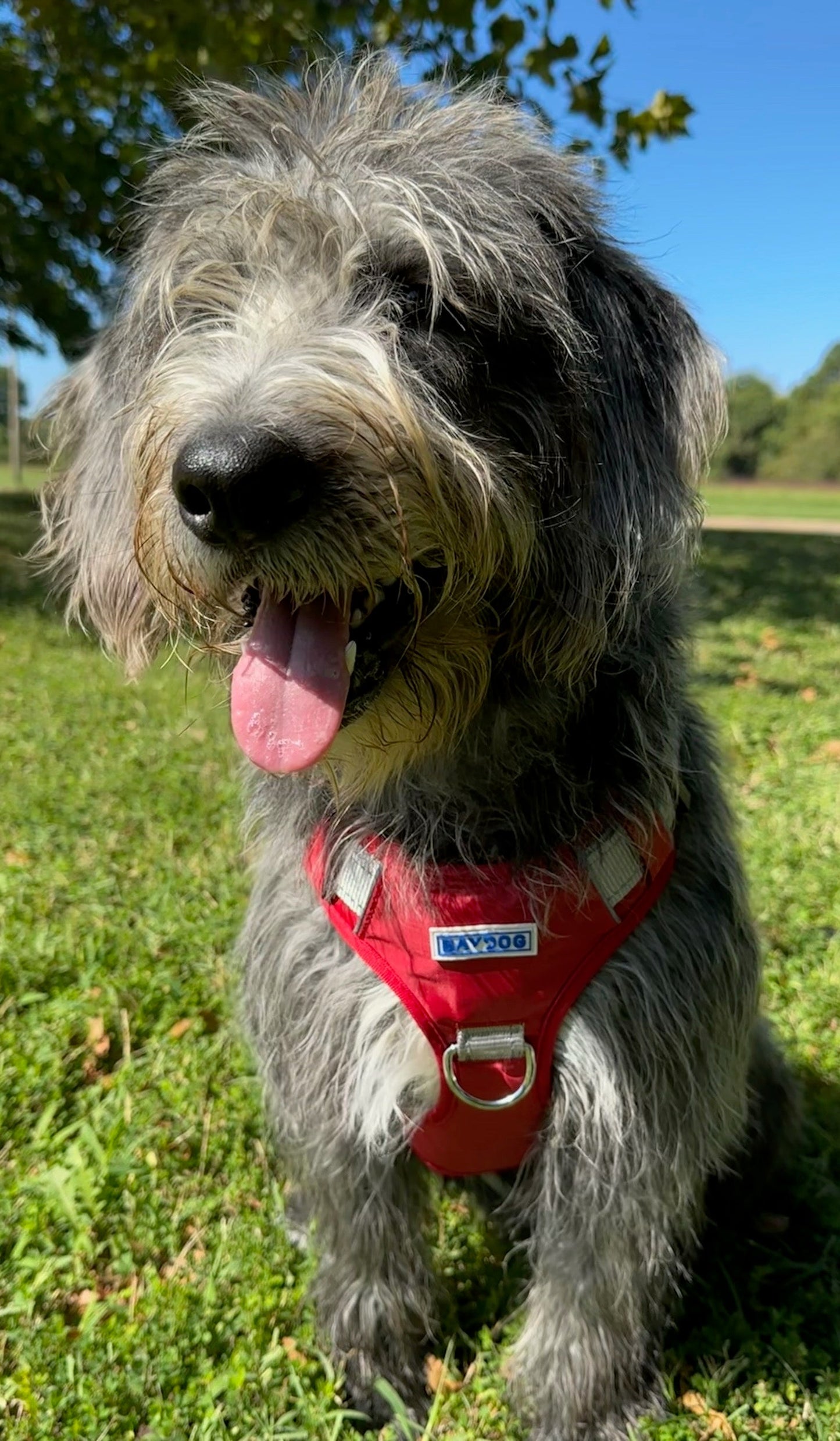 Indiana Hoosiers Dog Harness