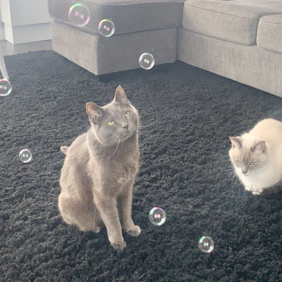 Purrsecco Catnip Bubbles