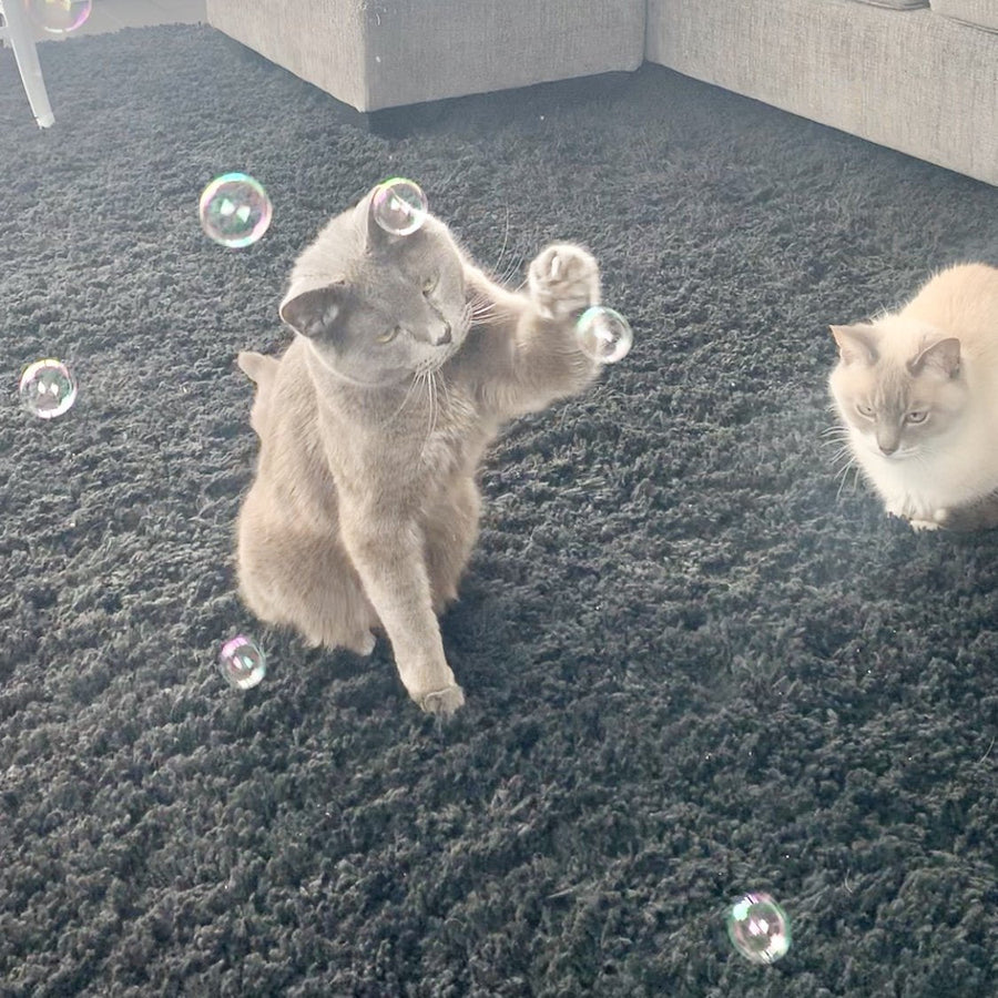 Purrsecco Catnip Bubbles