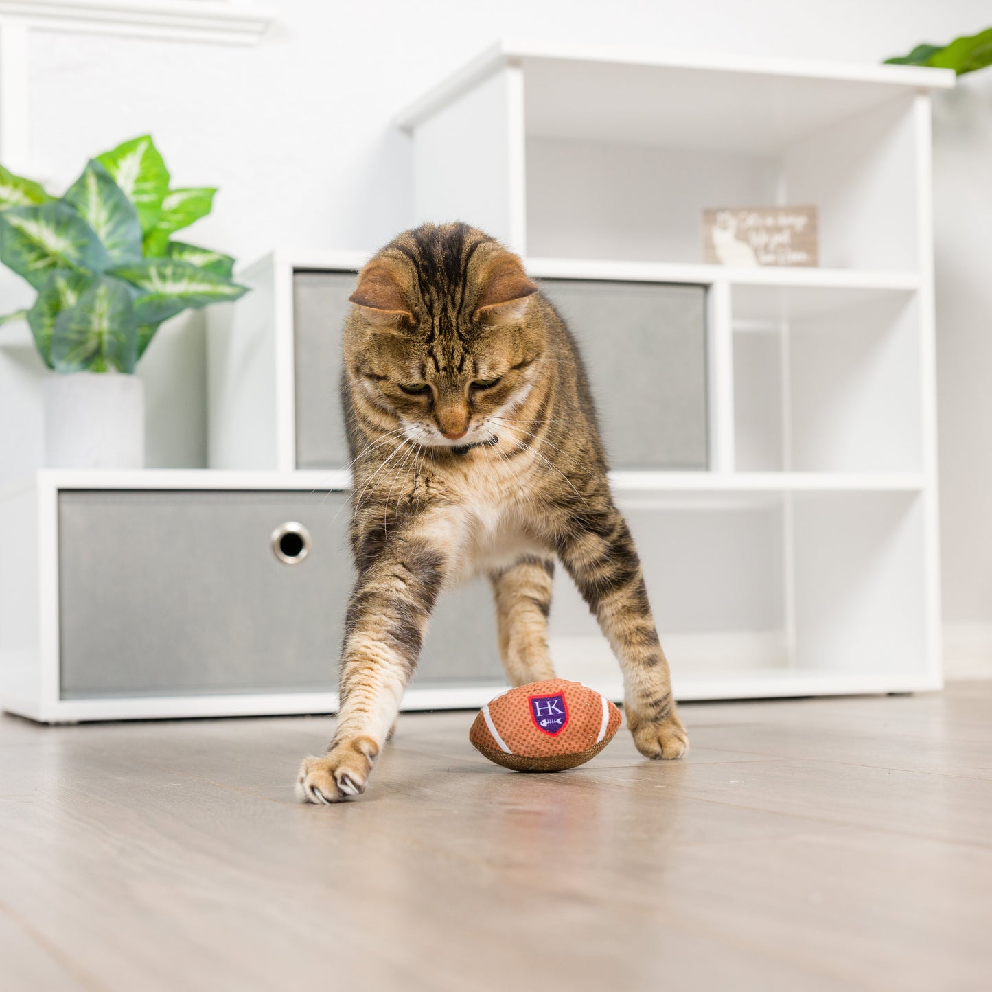 Football Cat Toy