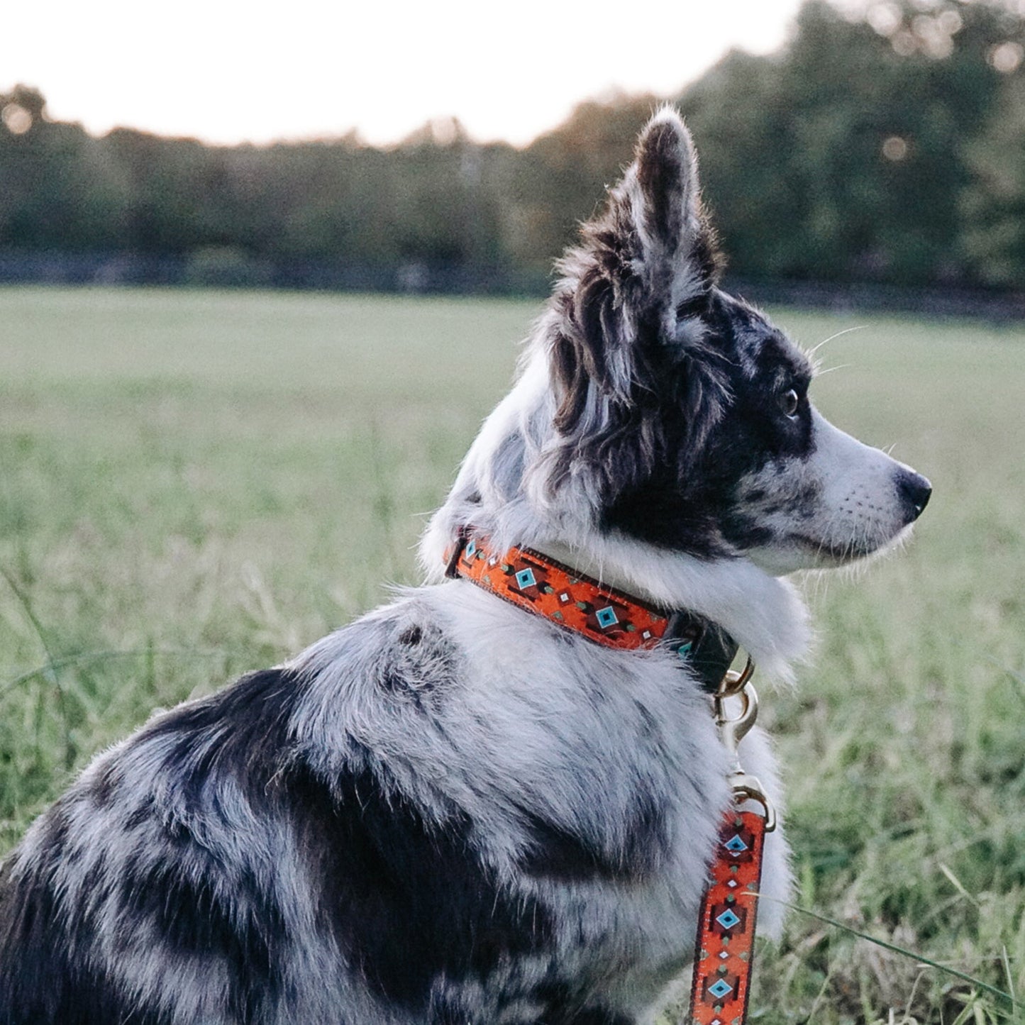 Sedona Dog Lead