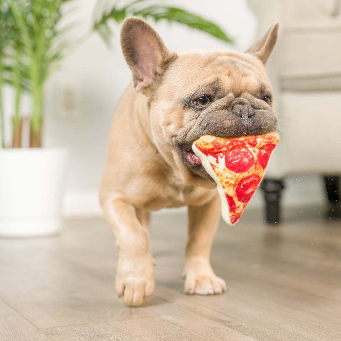 Tiny Tuff No Regrets Dog Toys