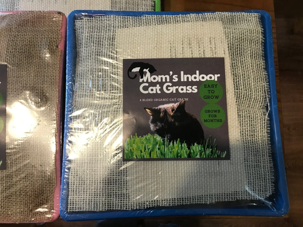 10"x10" Large Cat Grass Garden