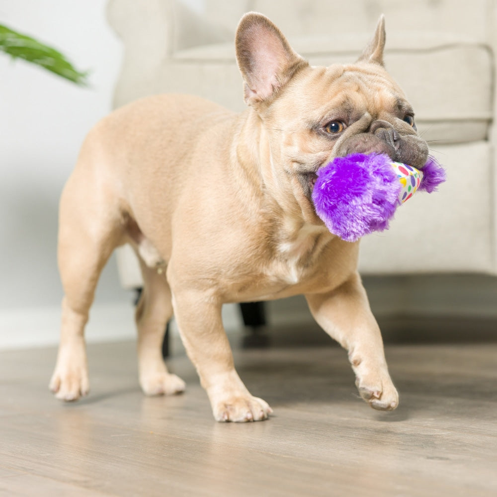 Tiny Tuff It's My Barkday 2pk Dog Toy