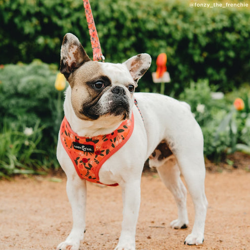 Posy Pink Leash
