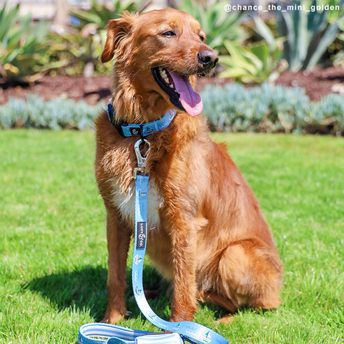 Set Sail Leash