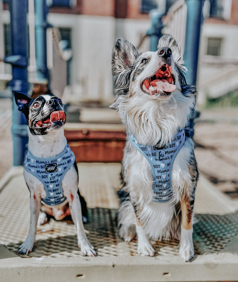 Dog Harness - Mama's Boy