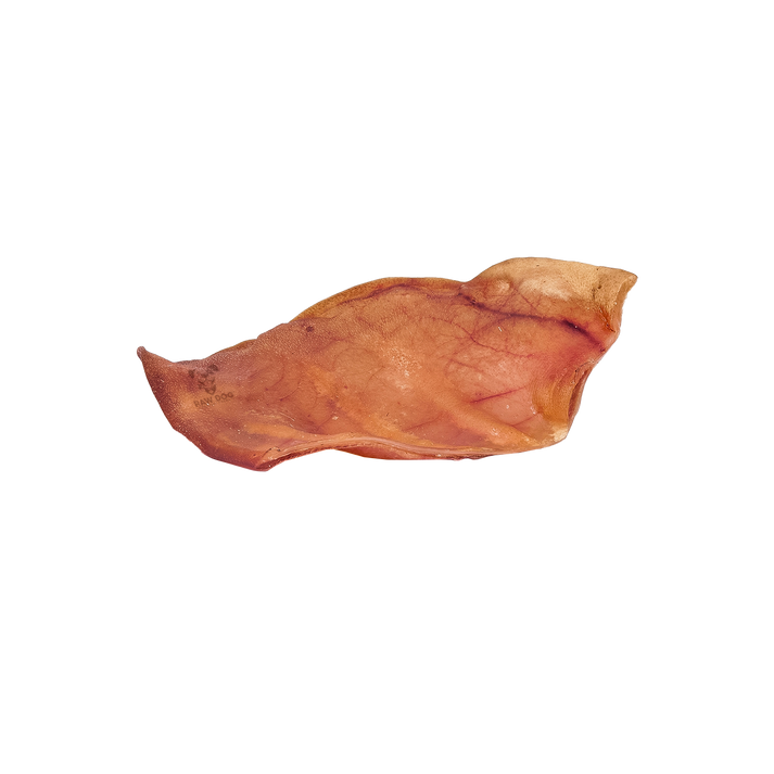 Raw Dog Pig Ear