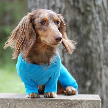Sweet Dreams Thermal Dog Pajamas, Blue