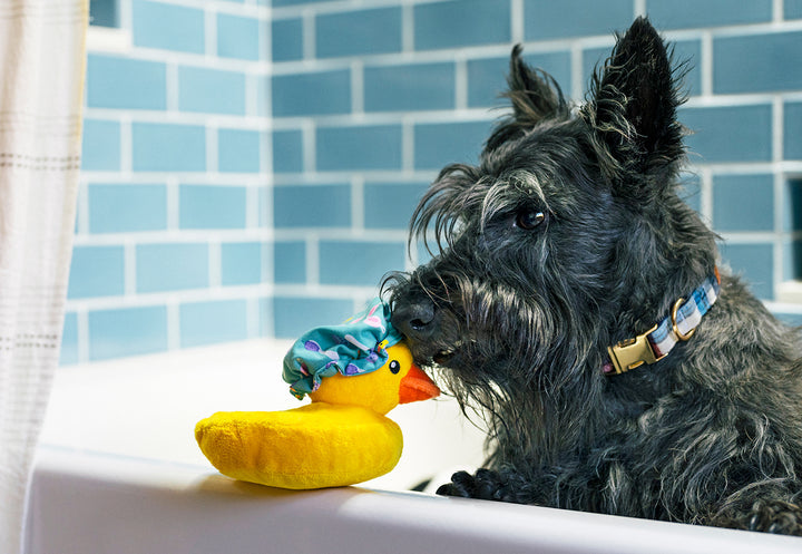 Splish Splash Collection - Bubbles the Duck