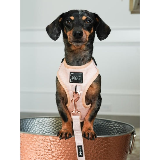 Pinot Adjustable Dog Harness