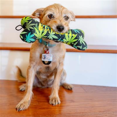 Baked Bone Dog Toy