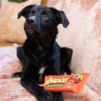Rosco's Pee-Nut Mutter Pups (stuffless) Plush Toy