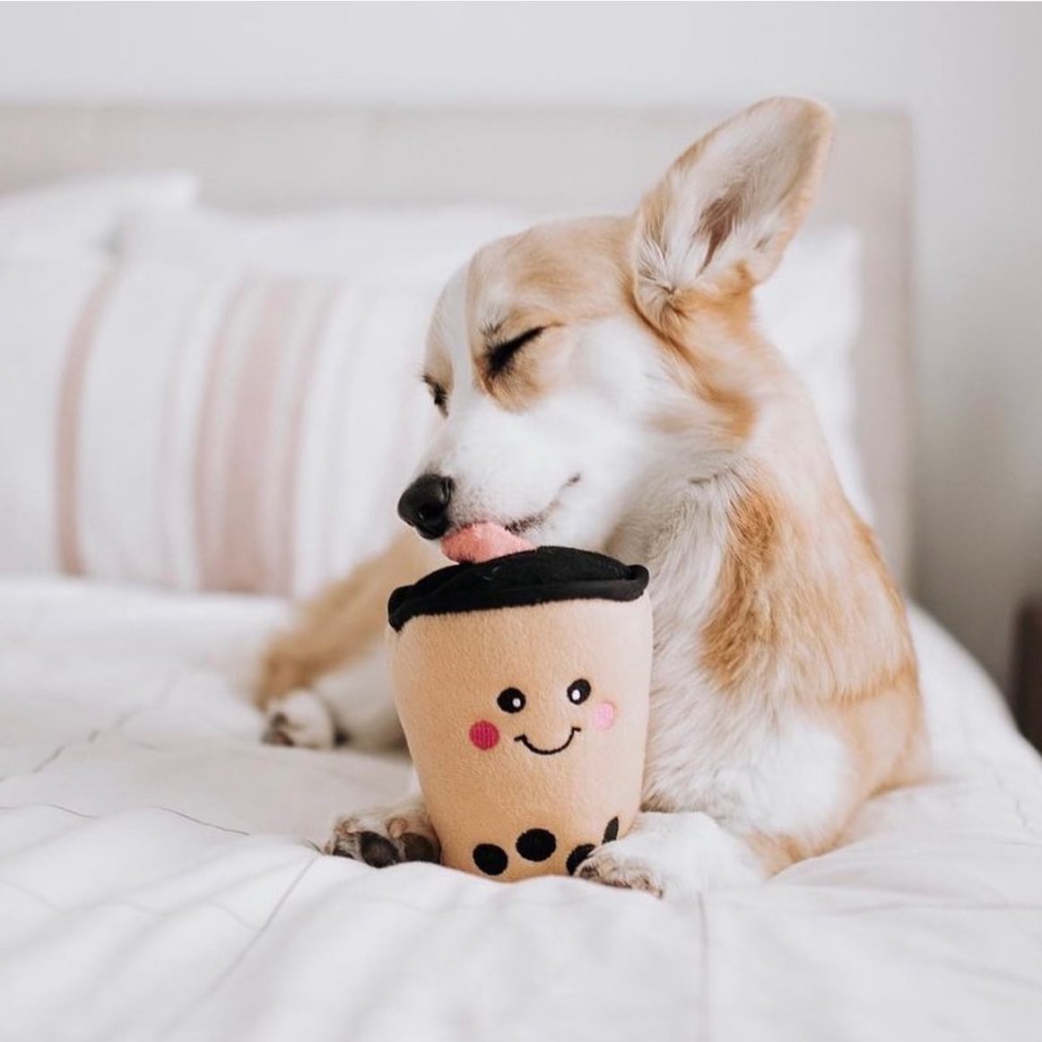 NomNomz - Boba Milk Tea