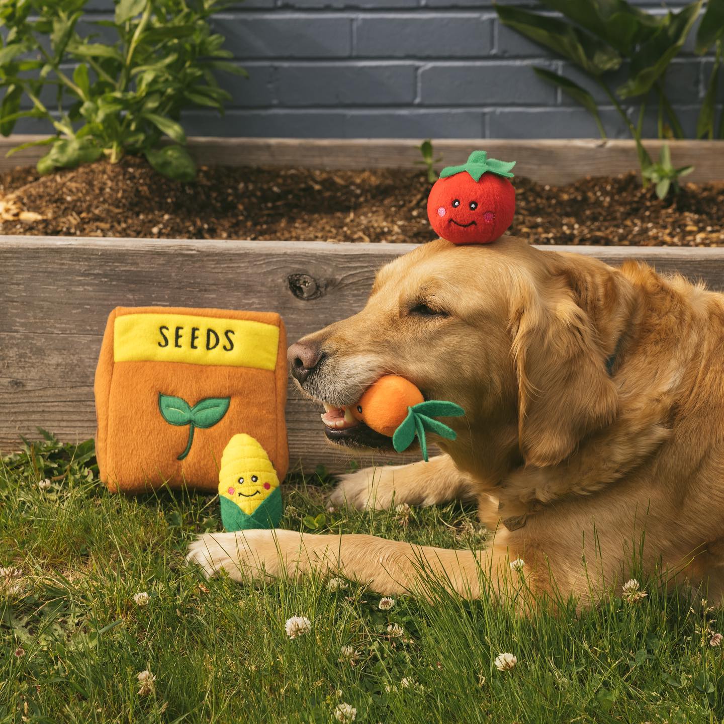Zippy Burrow - Seed Packet