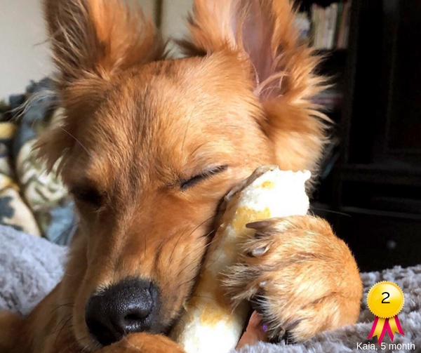 Beef No-Hide® Wholesome Chews - Small