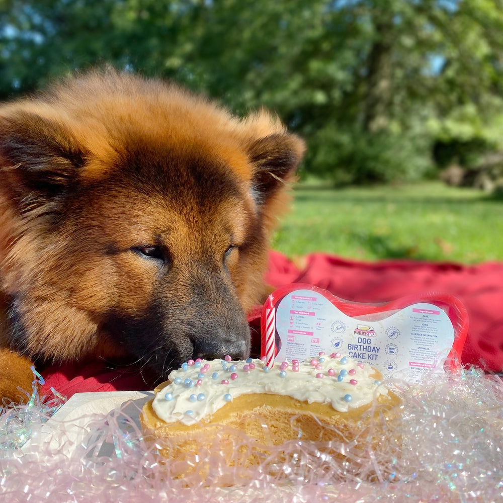 Dog Birthday Cake Kit- Birthday Cake Mix, Icing Mix, One Candle and Sprinkles