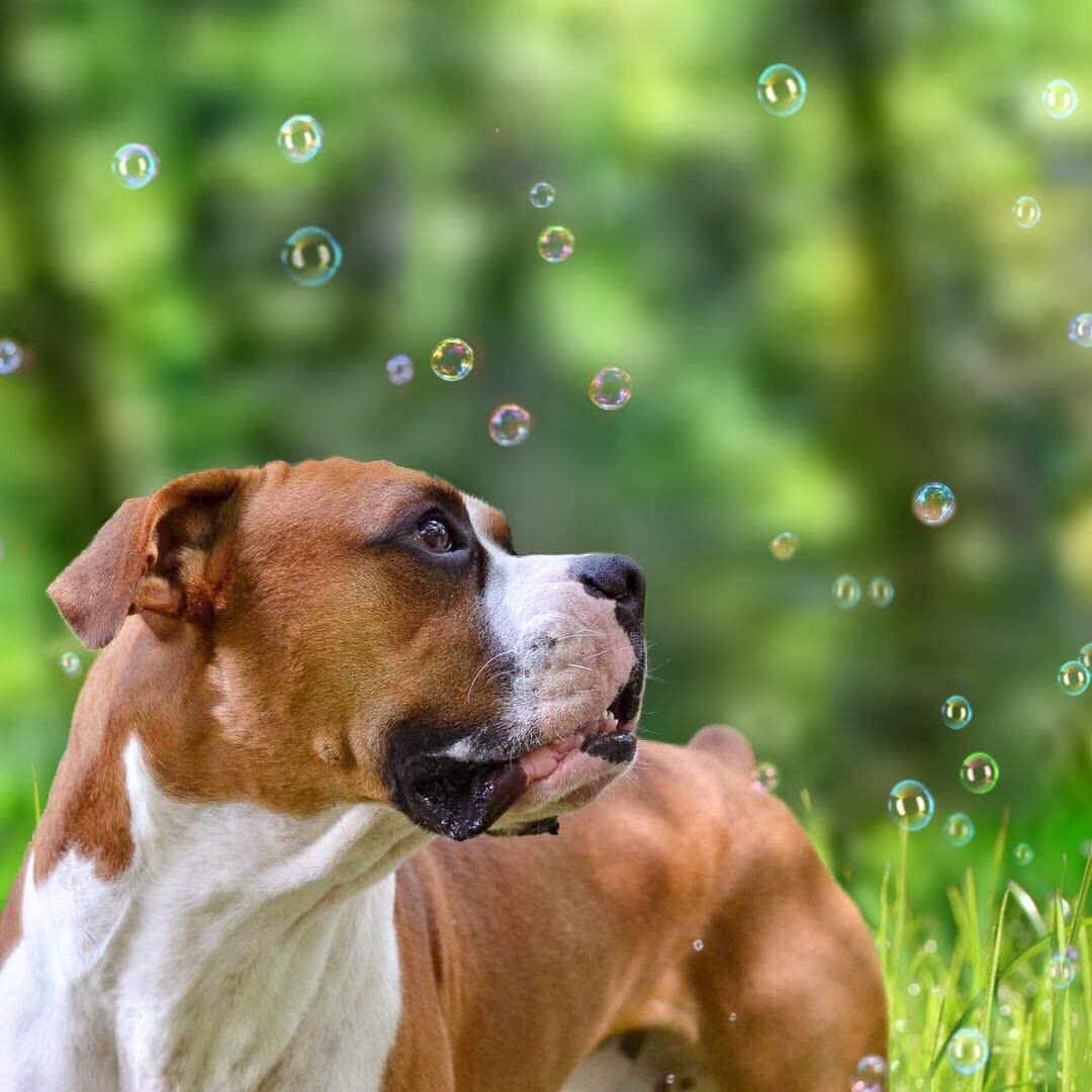 Doggy IncrediBubbles™ with Peanut Butter Flavor for Dogs