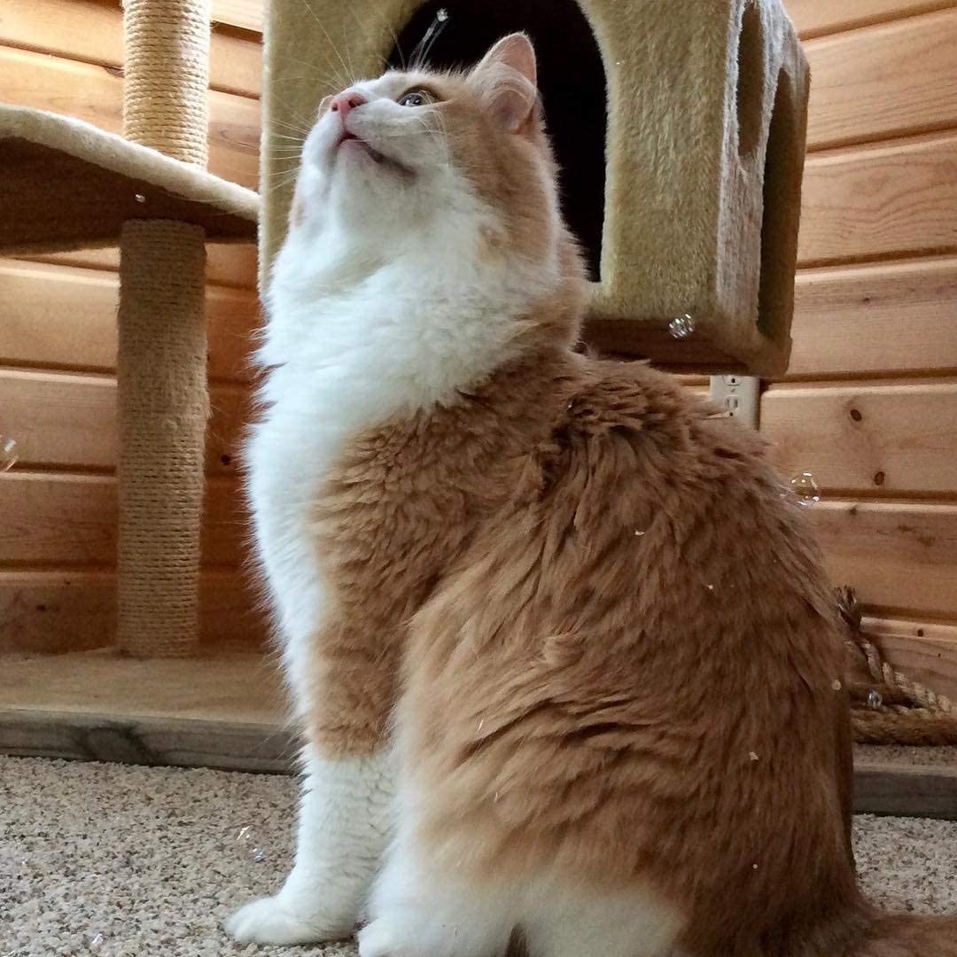 CAT IncrediBubbles with CATNIP Infused