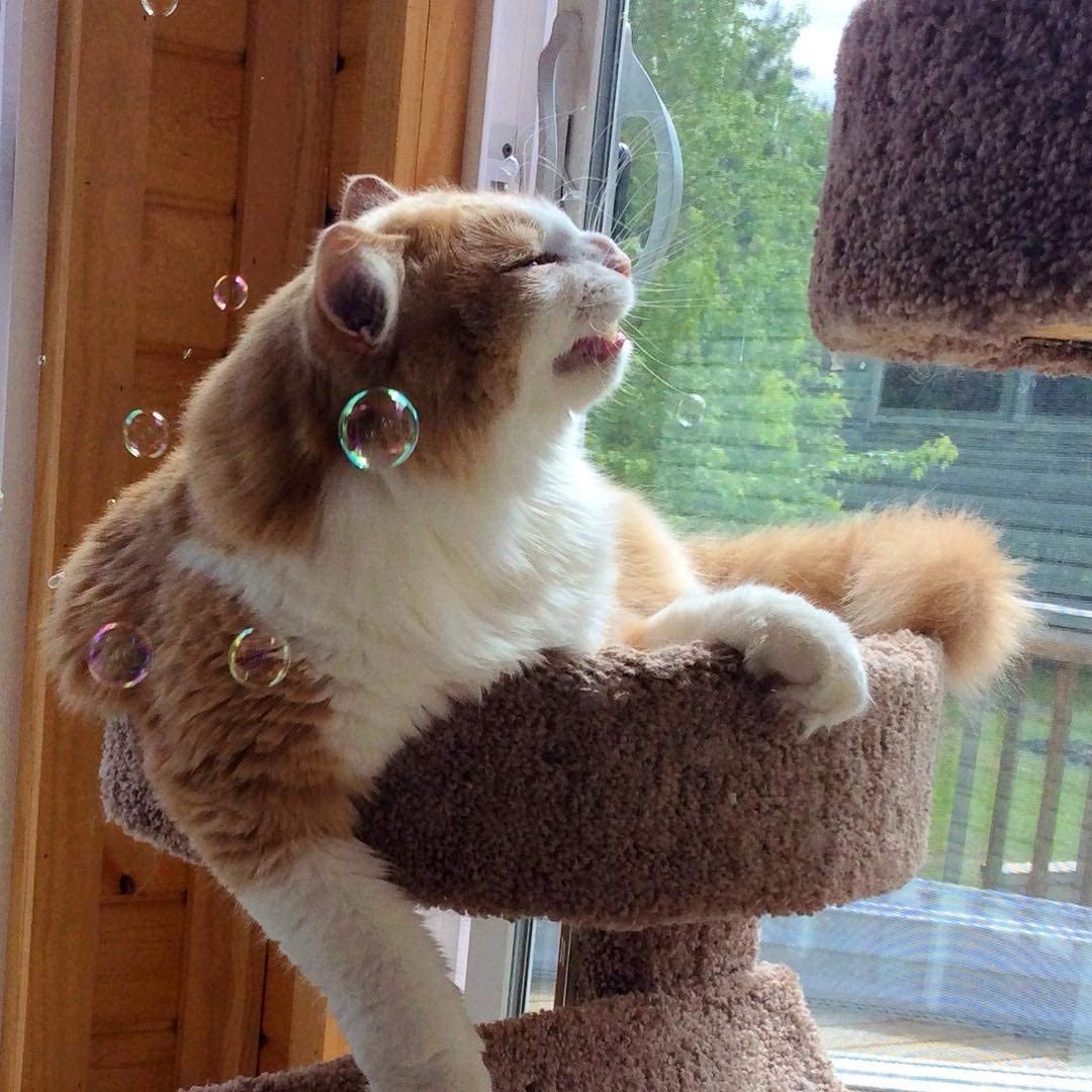 CAT IncrediBubbles with CATNIP Infused