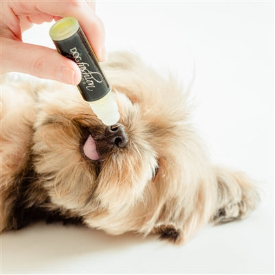 Dog Paw+Nose Moisturizer