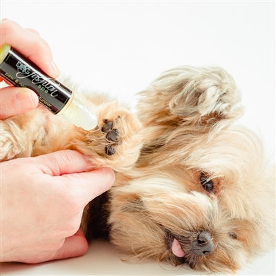 Dog Paw+Nose Moisturizer