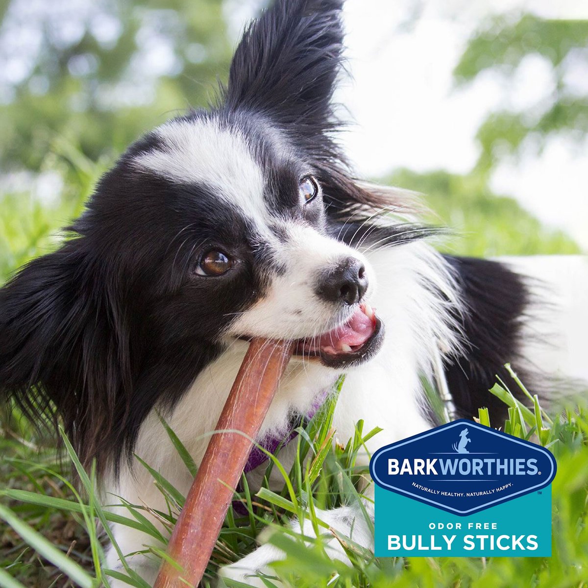 Barkworthies Odor-Free Standard Bully