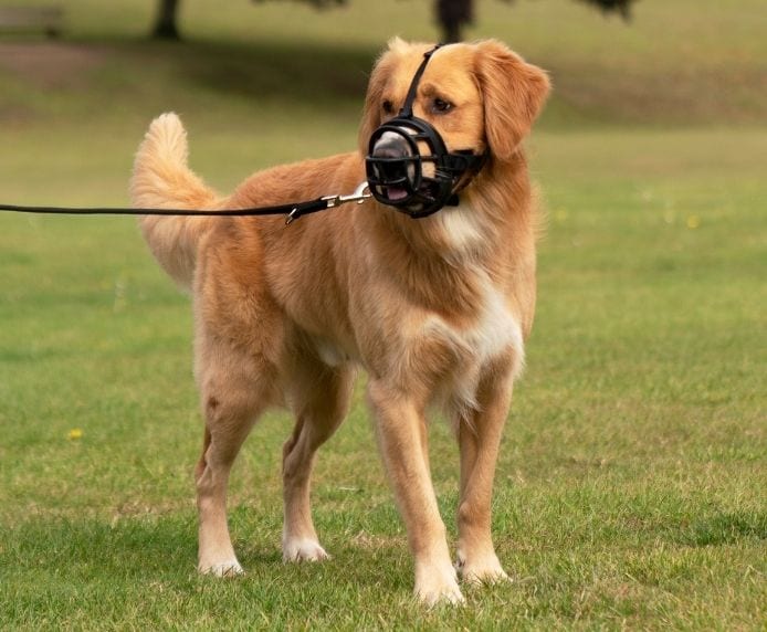 Baskerville Ultra Muzzle Size