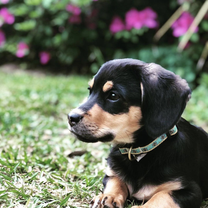 Bee Small Breed Dog Collar