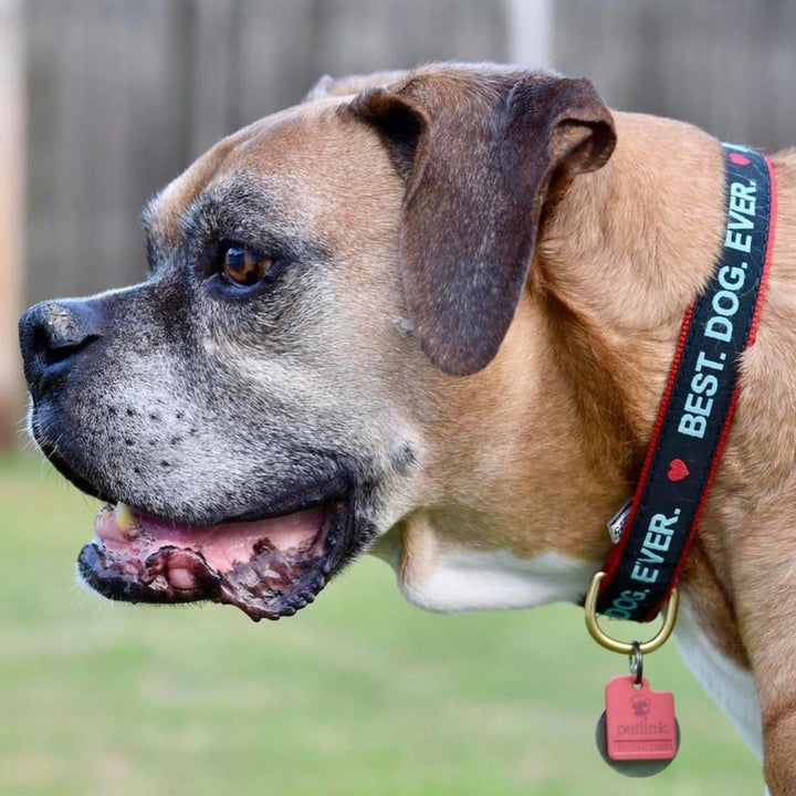 Best Dog Ever Dog Collar