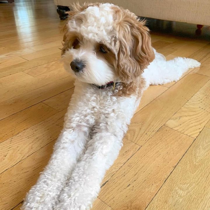 Black & White Dot Small Breed Dog Collar