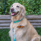 Butterfly Effect Dog Collar