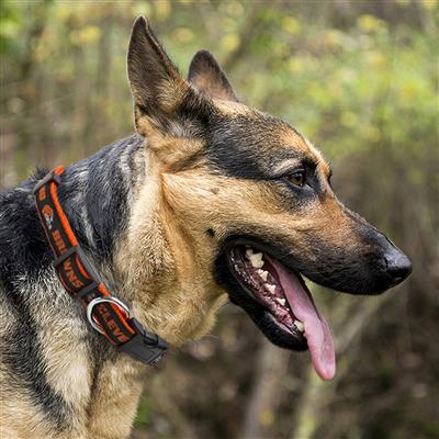 NFL Cleveland Browns Dog Collar
