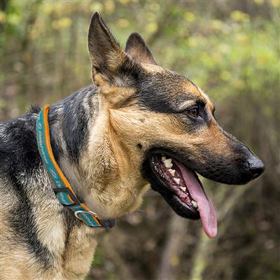 NFL Miami Dolphins Dog Collar