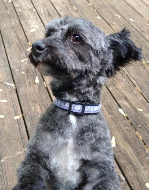 Daisy Dog Collar