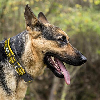 NFL Green Bay Packers Pet Leash
