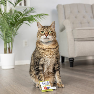 Kitty Pop Cat Toy