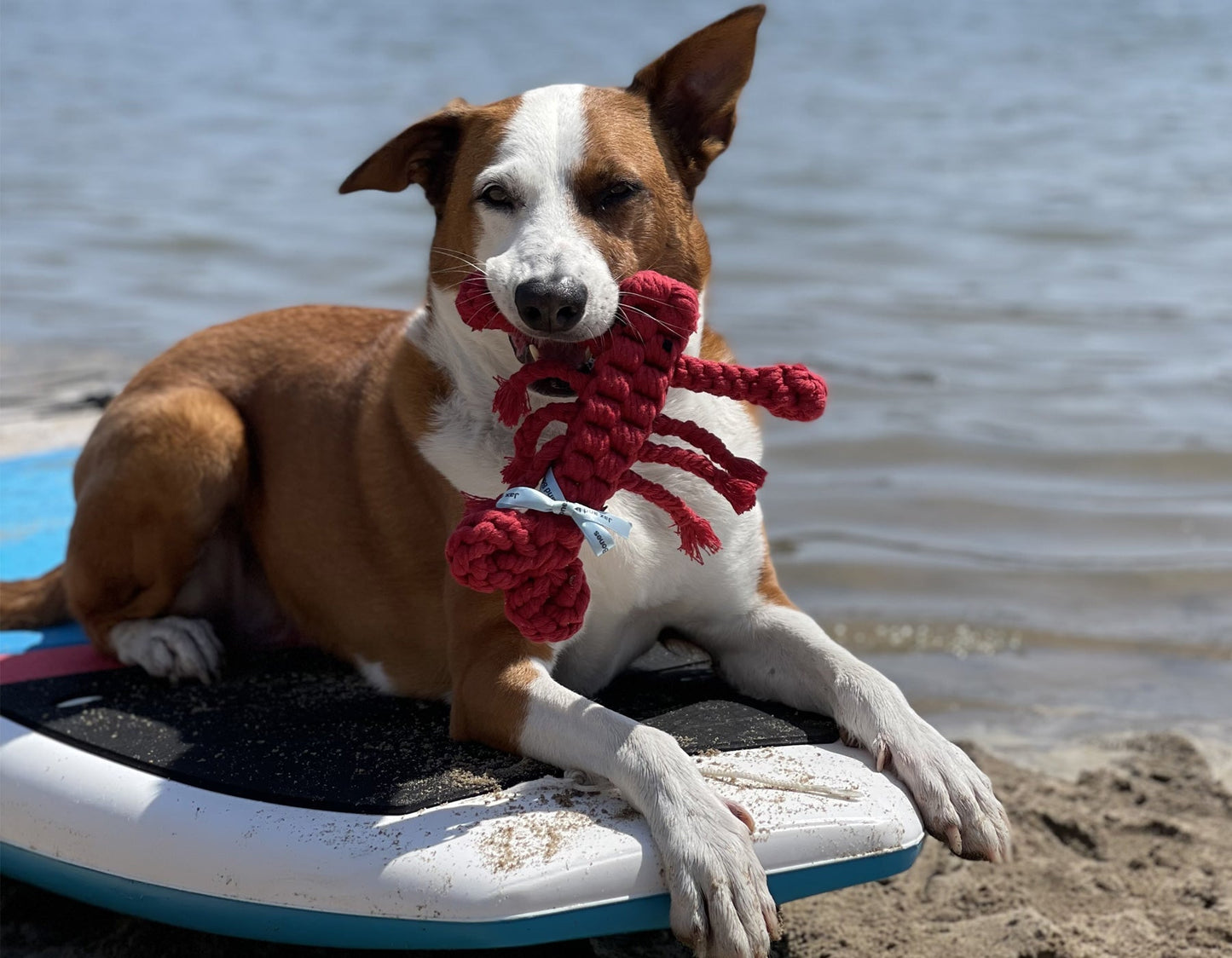Llouie The Lobster Rope Dog Toy