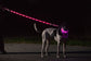 LED USB Rechargeable Dog Collar