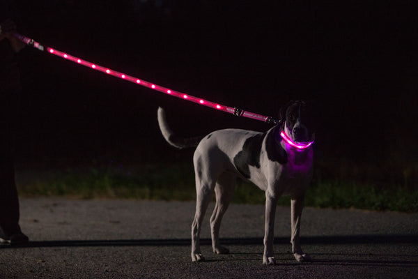 LED USB Rechargeable Dog Leash