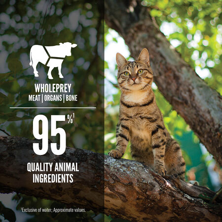 ORIJEN Wet Cat Food Tuna, Salmon + Beef Entree in Bone Broth