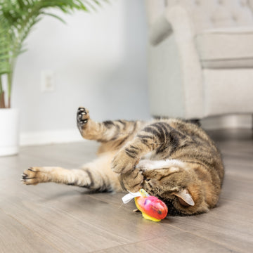 Rainbow Guppy Cat Toy