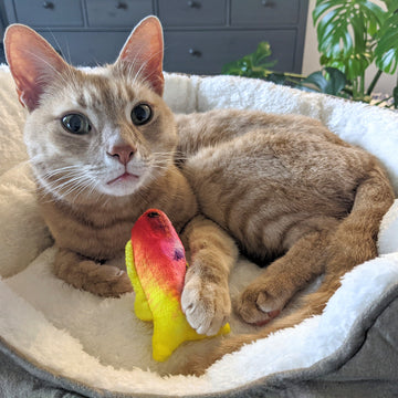 Rainbow Guppy Cat Toy